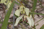 Slimleaf pawpaw